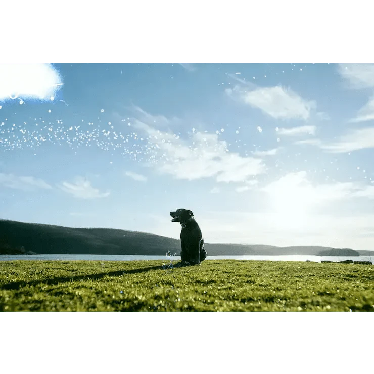 Pet Ash Scattering: A Skyward Farewell for Your Best Friend