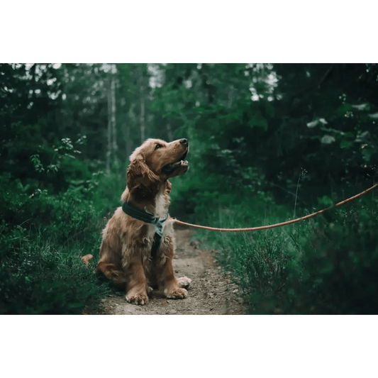 Pet Ash Scattering Ceremony - Aerial Ash Scattering